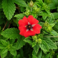 Potentilla 'Gibson's Scarlet'
